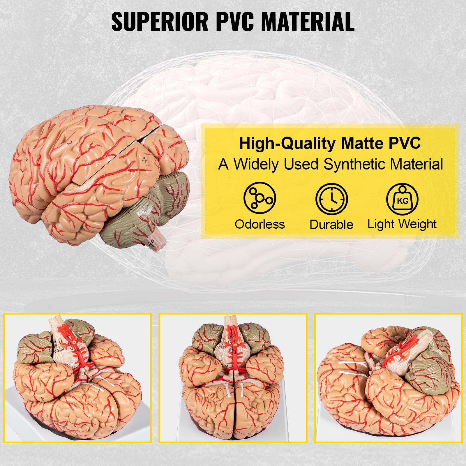 Periodic Table With Real Elements VEVOR Human Brain Model Anatomy 9 ...