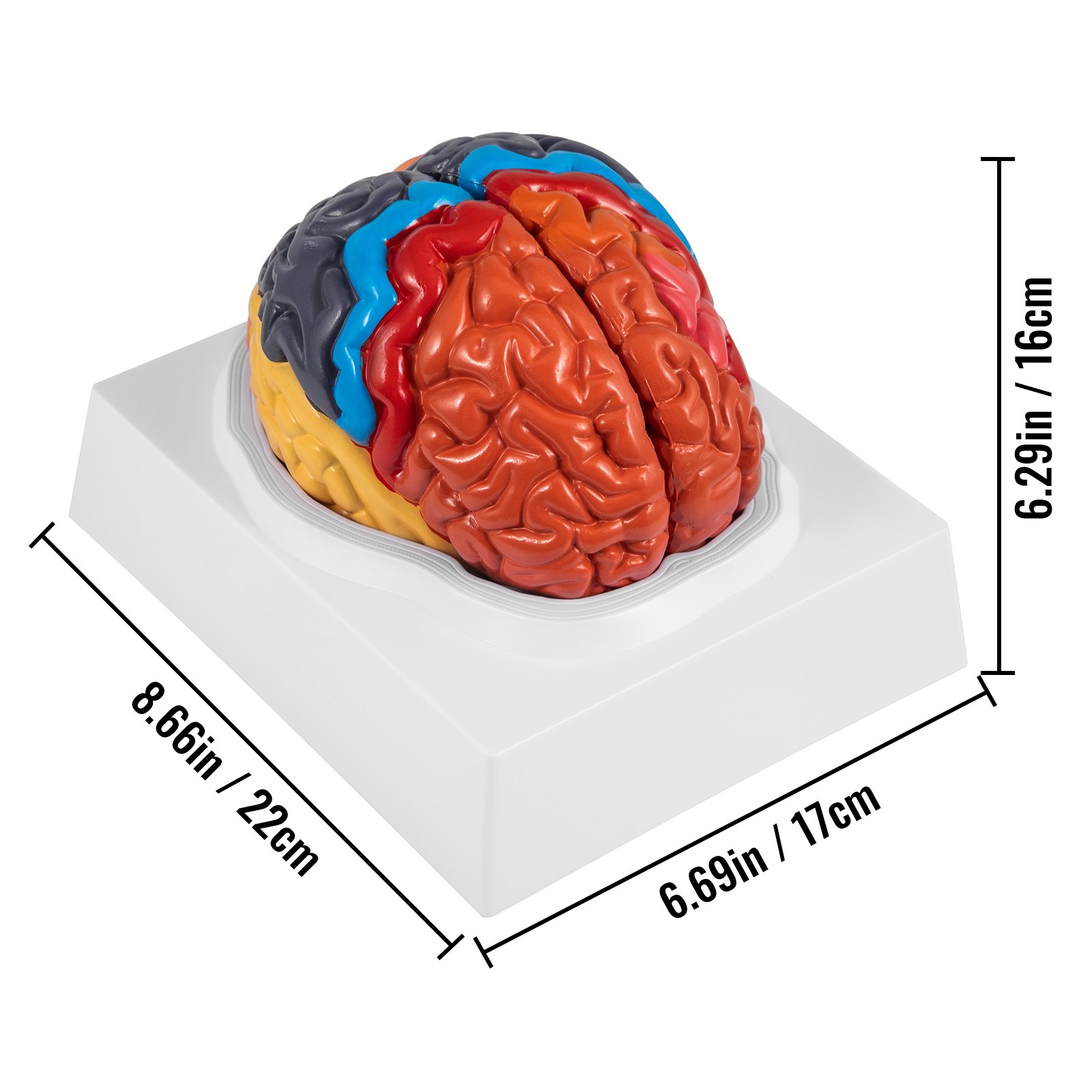 VEVOR Human Brain Model Anatomy 2Part Model of Brain ColorCoded Life