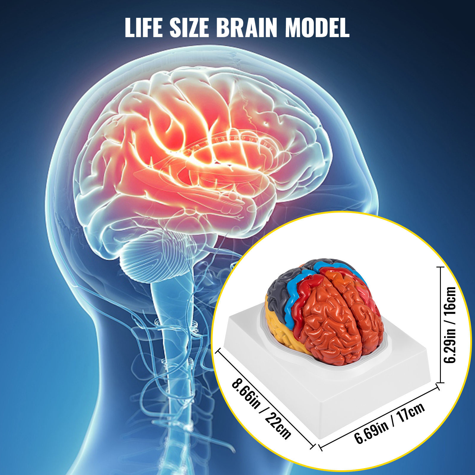 VEVOR Human Brain Model Anatomy 2-Part Model of Brain Color-Coded Life ...