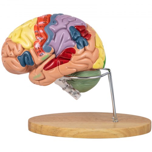 VEVOR Human Brain Model Anatomy 4-Part Model of Brain w/Labels ...