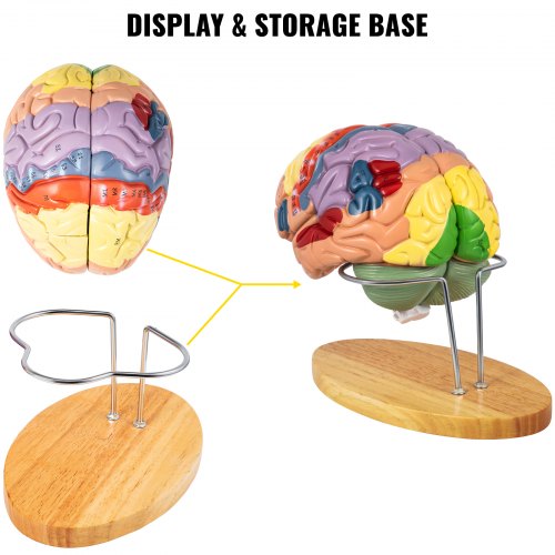 VEVOR Human Brain Model Anatomy 4-Part Model of Brain w/Labels ...