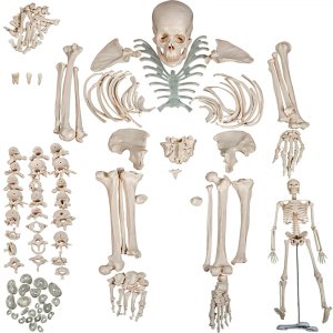 VEVOR Vevor Disarticulated Skeleton Disarticulated Human Skeleton 62 ...