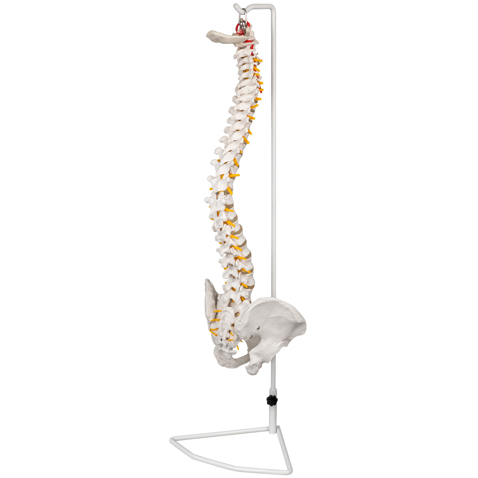 VEVOR White Vertebral Column Model 33inch Total Height Skeleton Spine ...