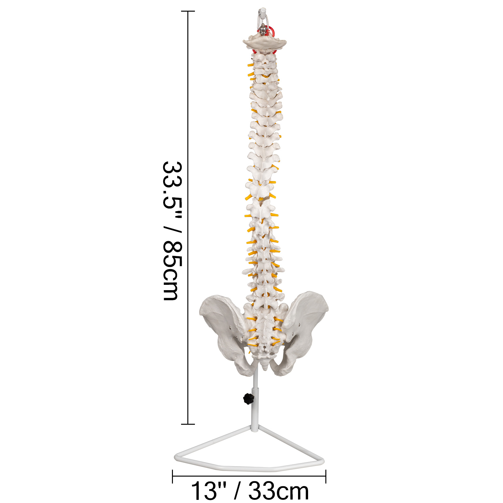 VEVOR White Vertebral Column Model 33inch Total Height Skeleton Spine Model 30inch Spine Length
