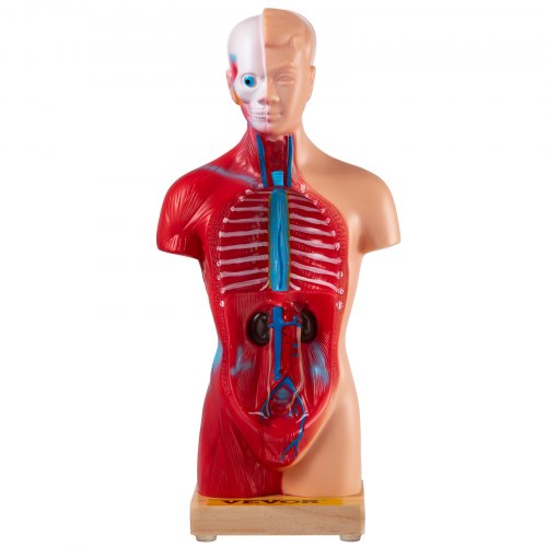 Vevor Vevor Anatomical Human Torso Body Model 11 Inch 15 Parts For Teaching Display Vevor Uk 